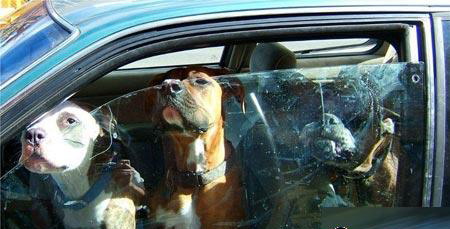 ��܇���I�ֶζ�